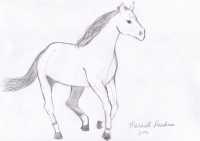 https://www.marshallrendina.com:443/files/gimgs/th-108_Fauna Horse 800.jpg